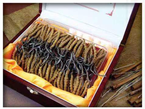 天涯冬虫夏草回收